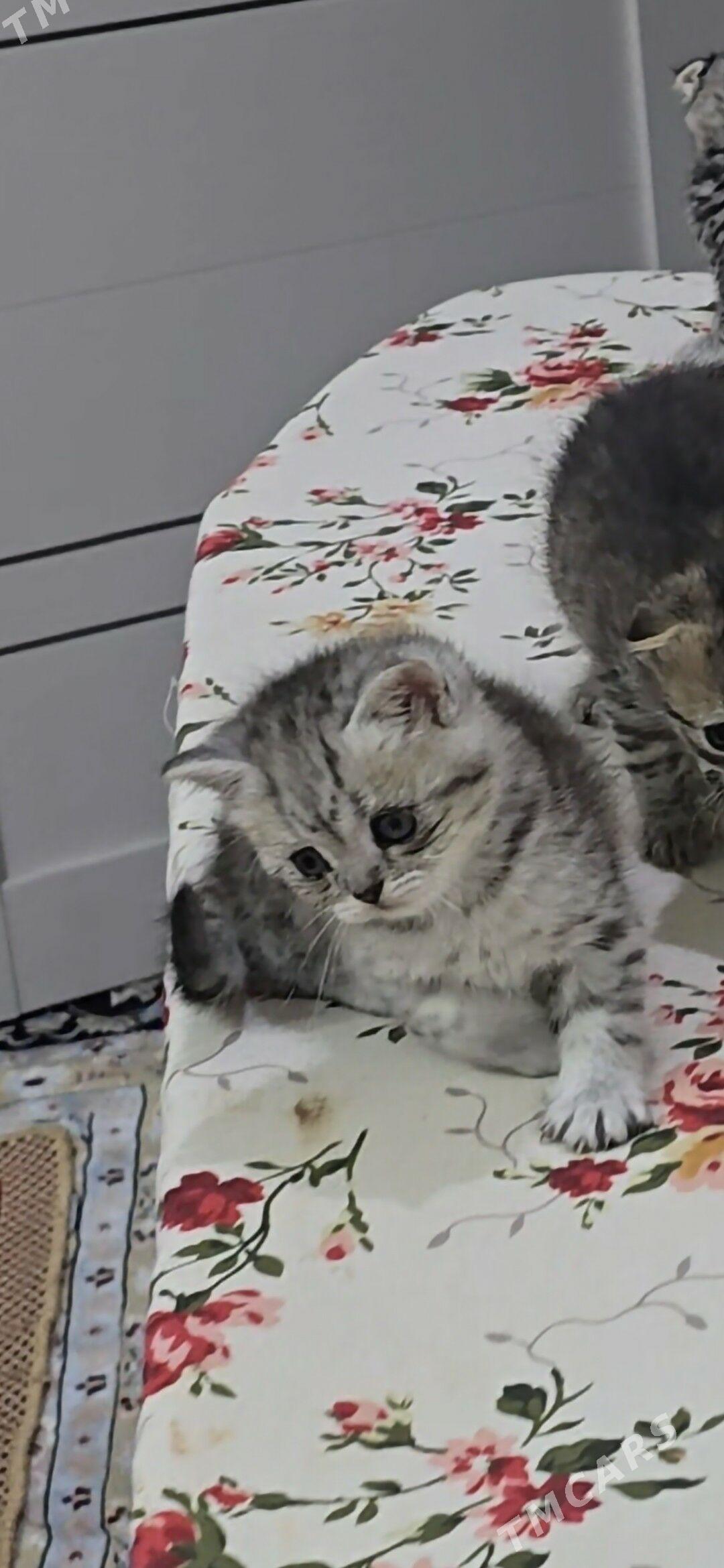 satlanysky pisik - Aşgabat - img 1