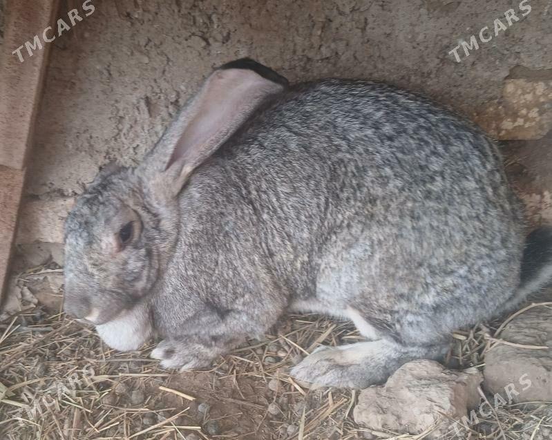 виликан товшан - Байрамали - img 1