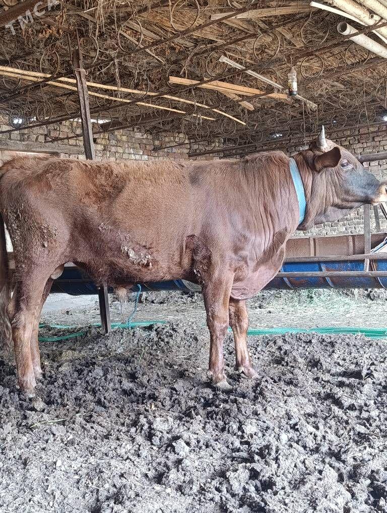 SEMİZ. ÖKÜZ - Туркменабат - img 1