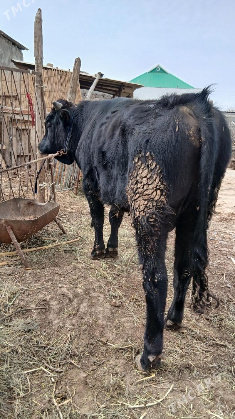 okuz - Änew - img 1