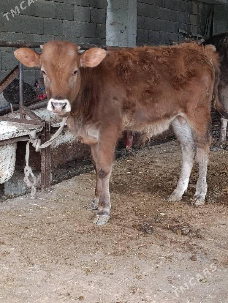 şwes tohum okuz - Гёкдепе - img 1