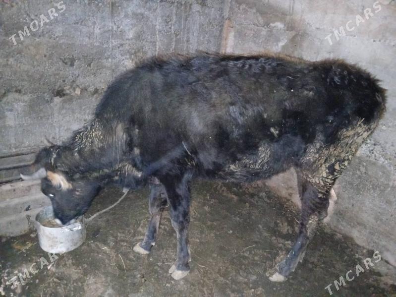 swes tuwe - Багир - img 1