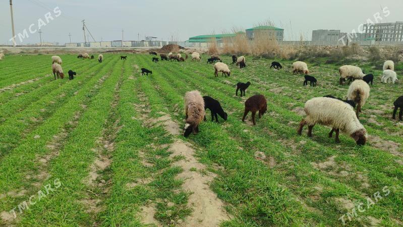 guzyly goyun - Bäherden - img 1