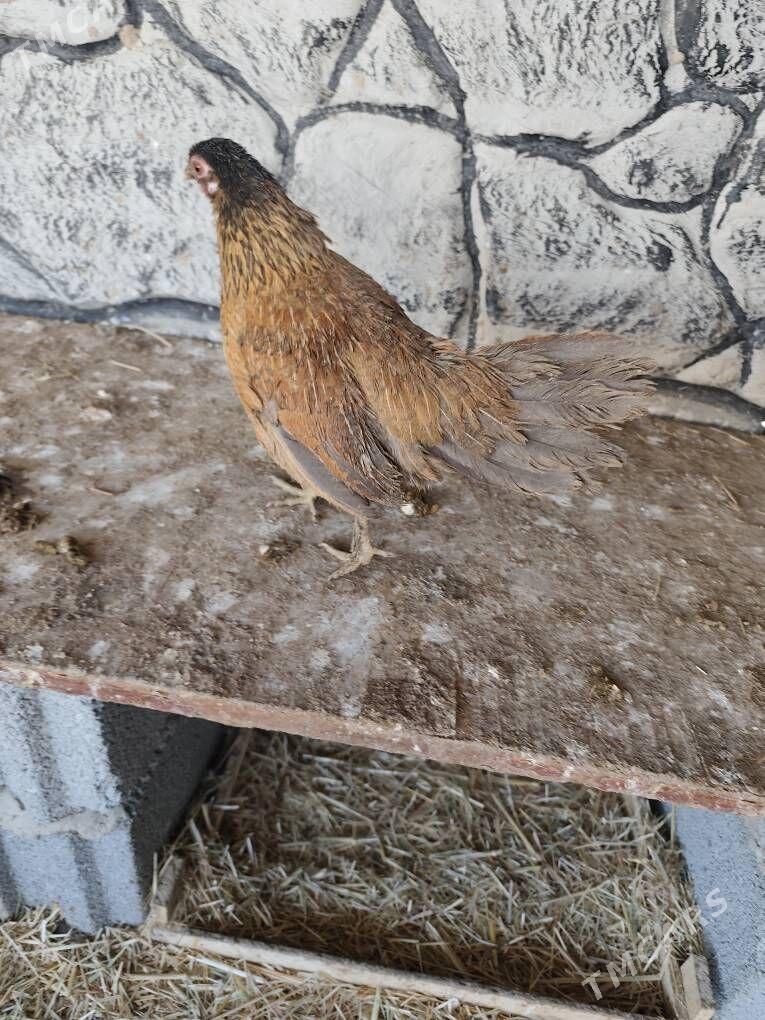 towuk - Мары - img 1