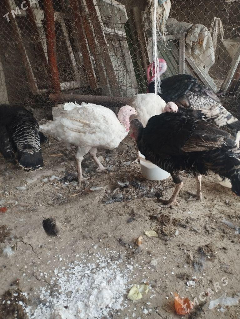 induk juyje - Bäherden - img 1