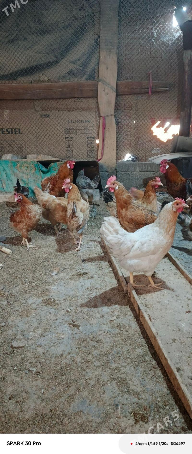 towyk - Багир - img 1