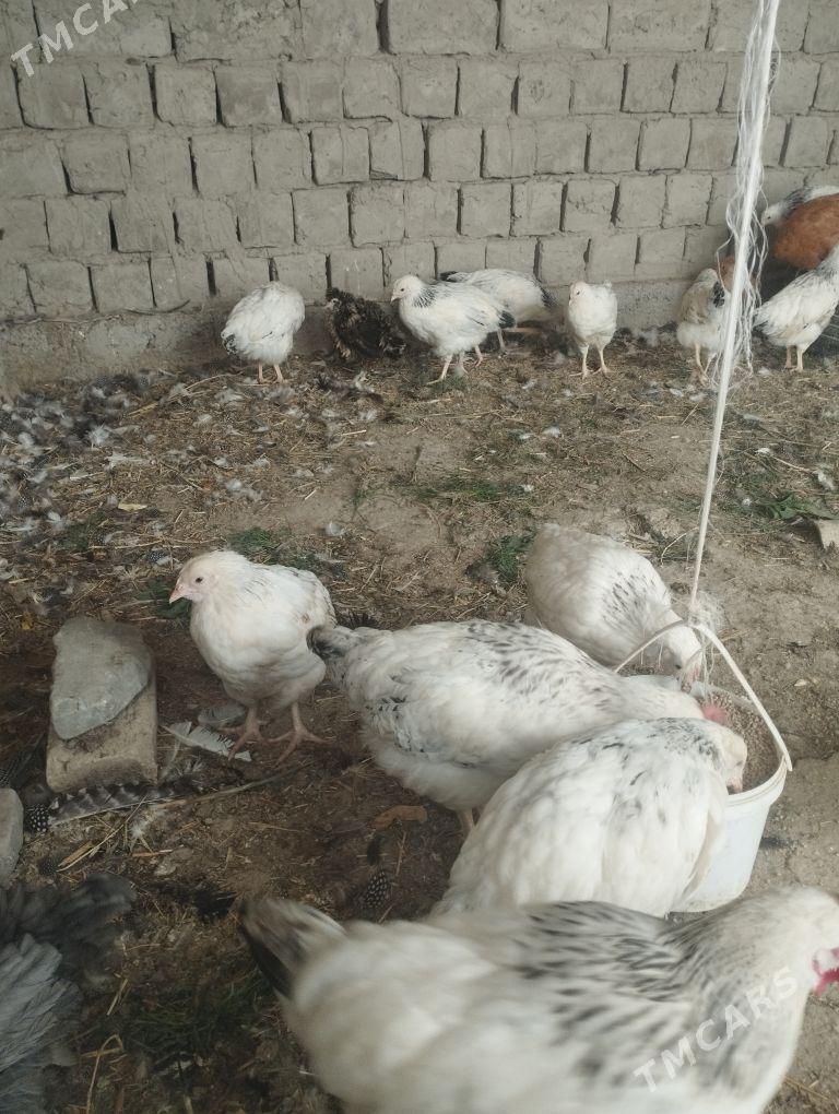 adler towuk - Бахарден - img 1