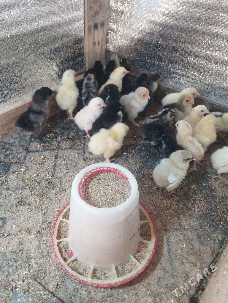 taşkent juyje - Бахарден - img 1