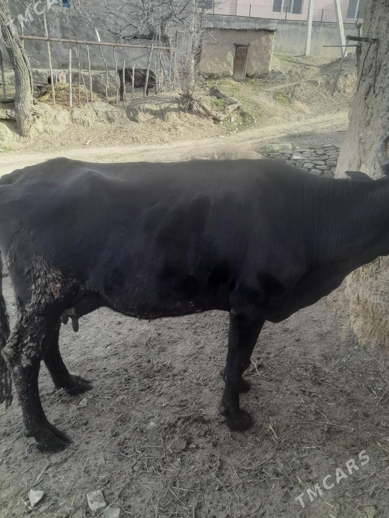 Goleli sygyr - Bäherden - img 1