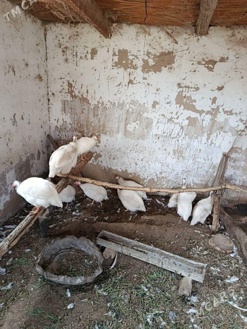 Ak käkilik - Türkmengala - img 1