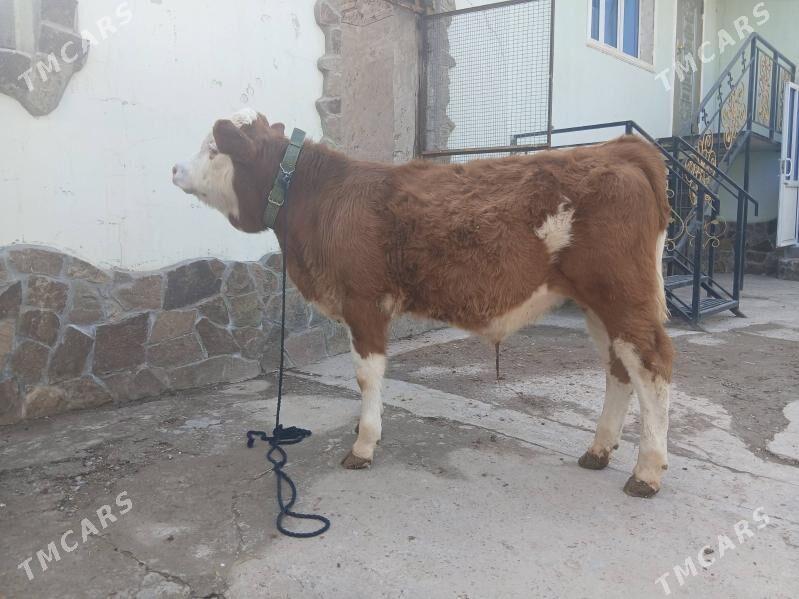 okuzca - Туркменабат - img 1