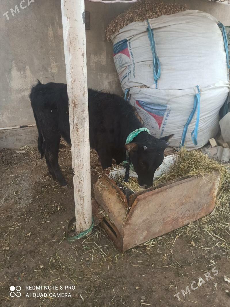 Tuwe - Теджен - img 1