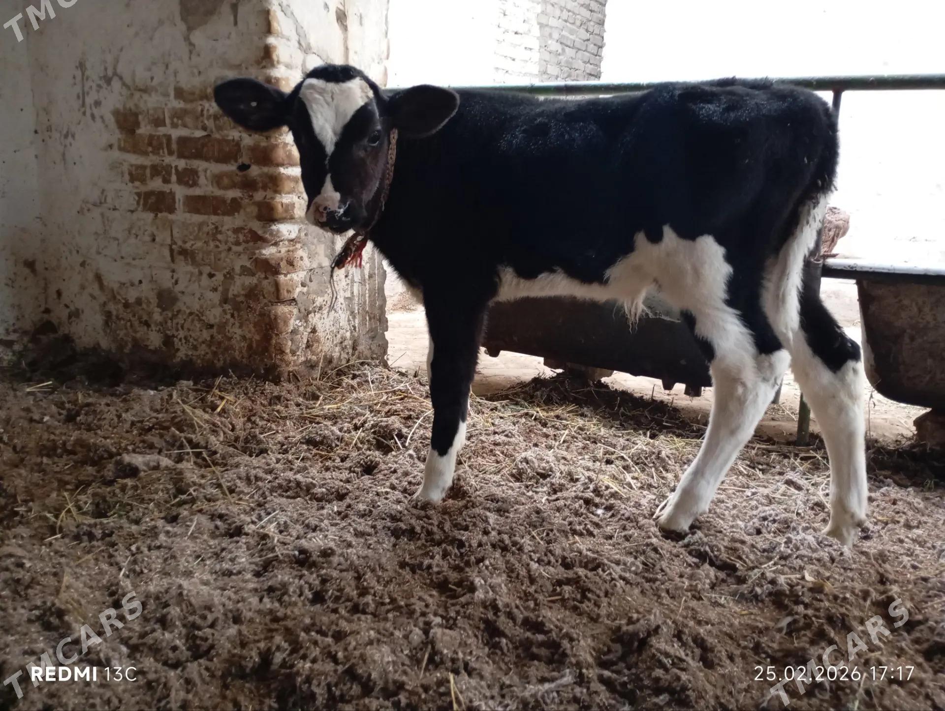 okuzca - Туркменабат - img 1