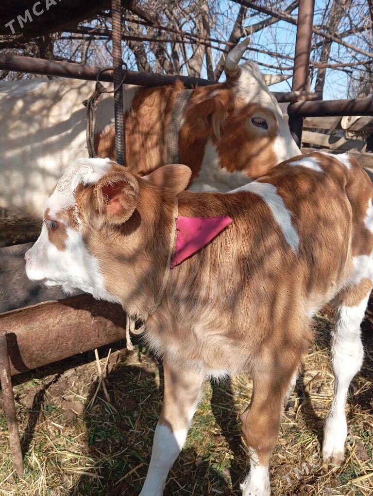 gibrit sütli sygyrlar - Мары - img 1