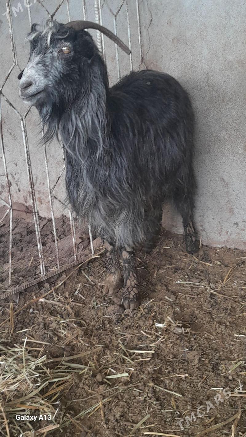 bogaz geçiler - Bäherden - img 1