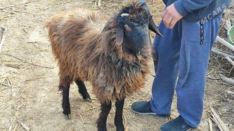 goyn kockar кочкар - Шабатский этрап - img 1