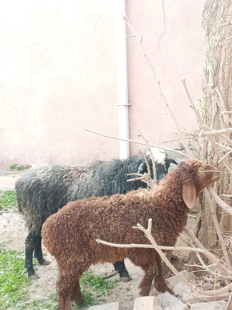 Guzyly goyun - Ýolöten - img 1