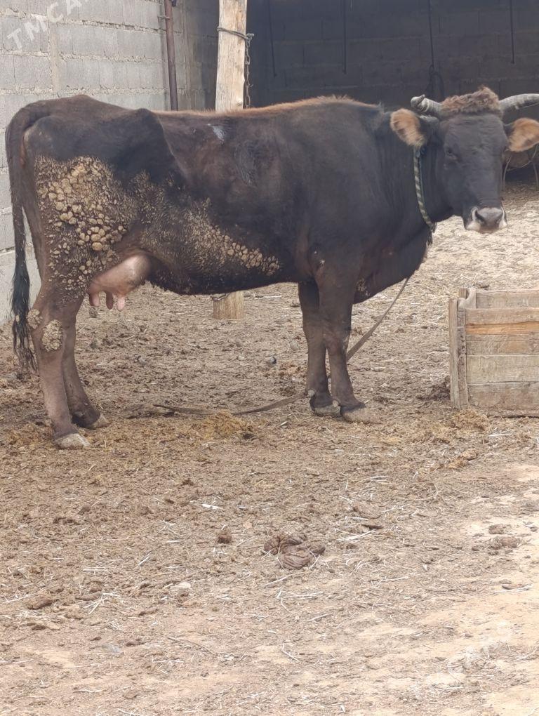 şwes göleli sygyr - Бахарден - img 1