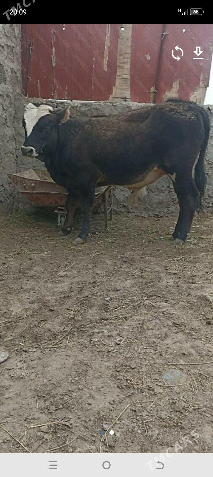 Õkiz - Jebel - img 1