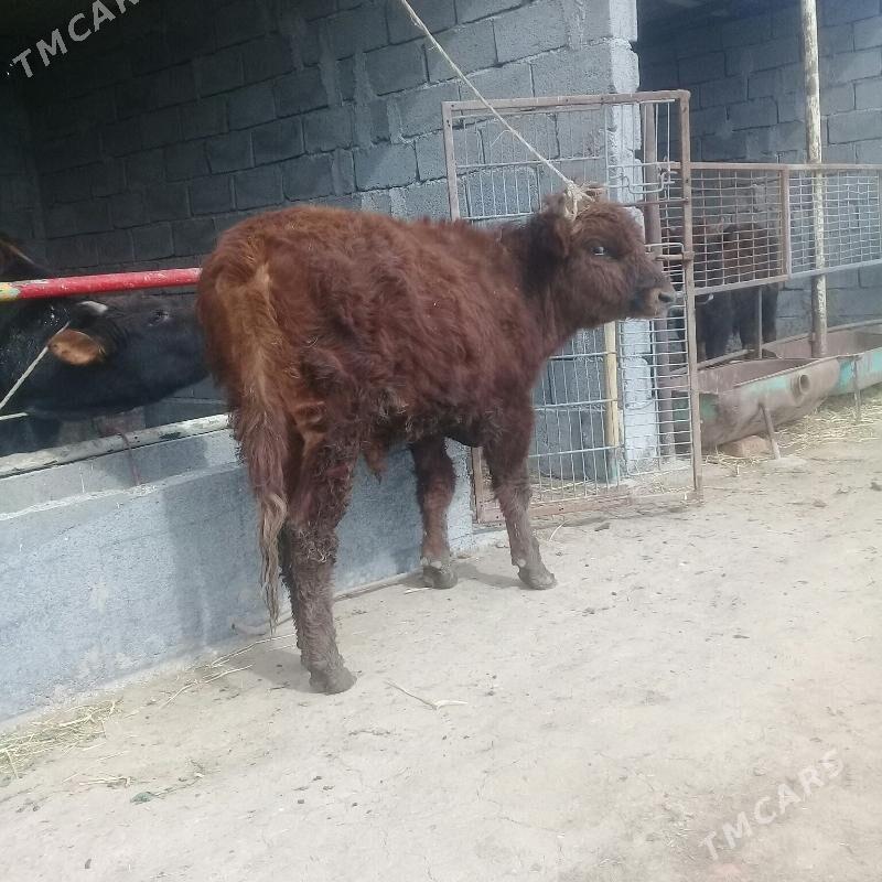 okuz - Бабадайхан - img 1