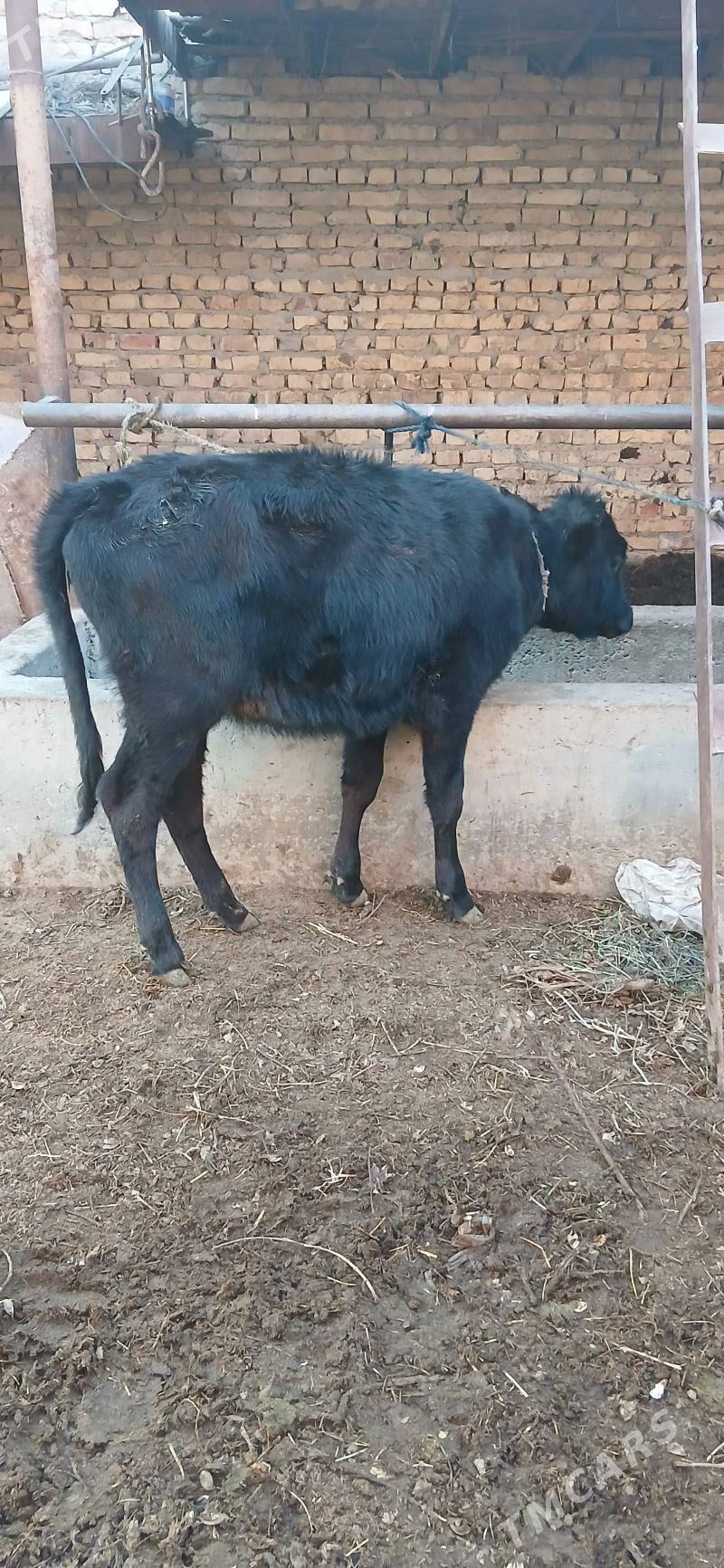 саглык сыгыр - Чарджоу - img 1