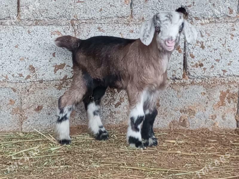 5 SANY OWLAK - Gökdepe - img 1