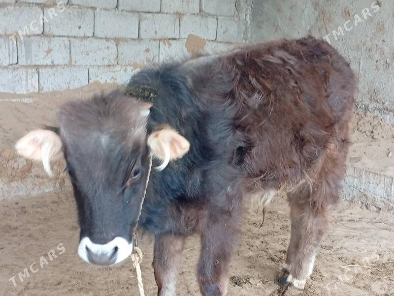 öküz - Гёкдепе - img 1