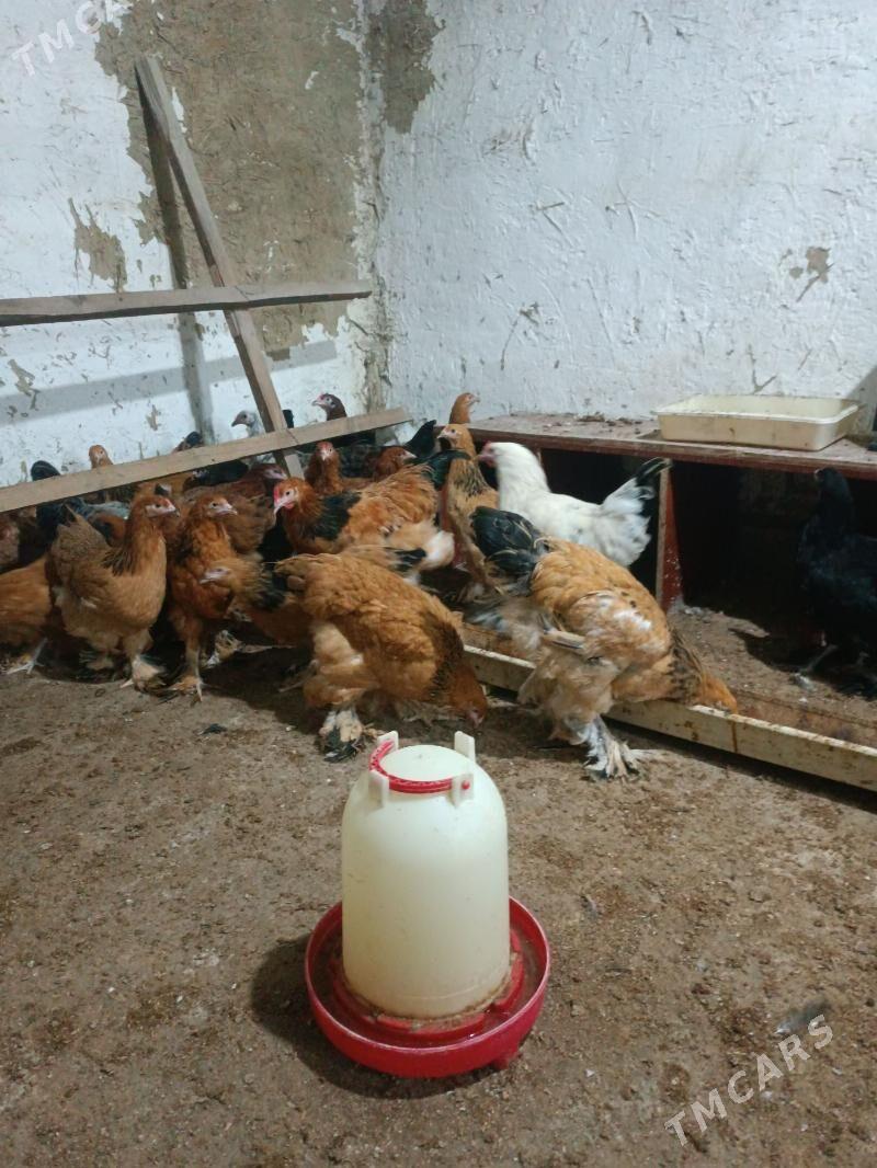 Balgar towuk - Чоганлы - img 1