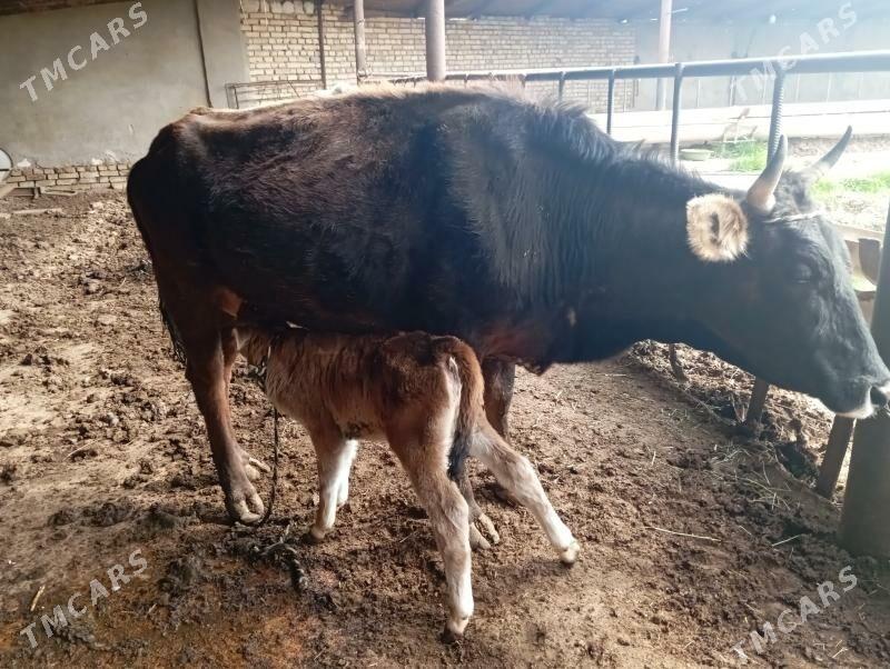 goleli sygyr - Mary - img 1