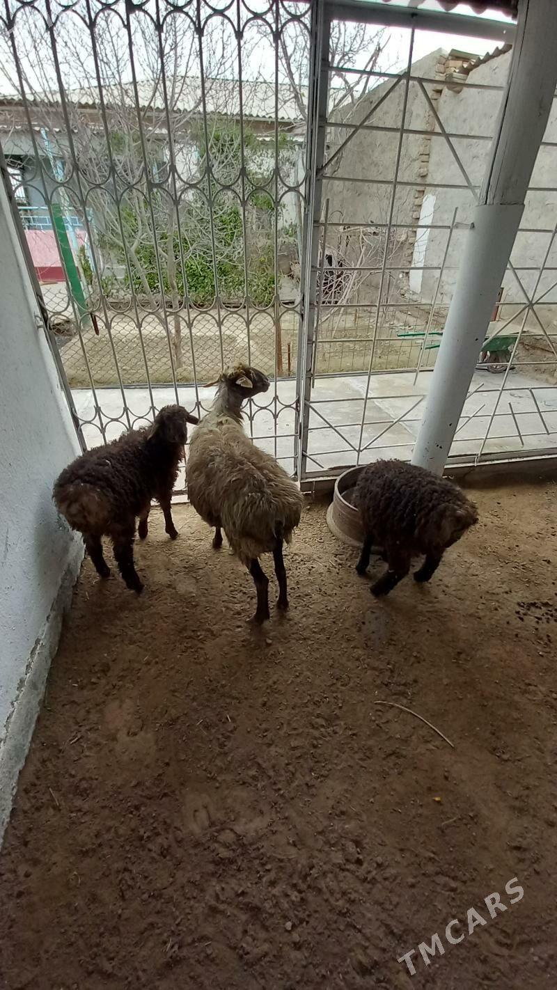 Guzuly goyun - Теджен - img 1