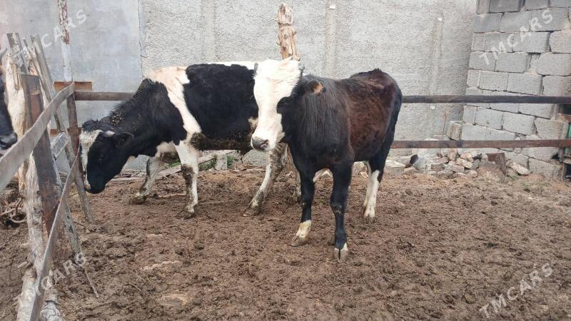 2 sany okuz - Багир - img 1