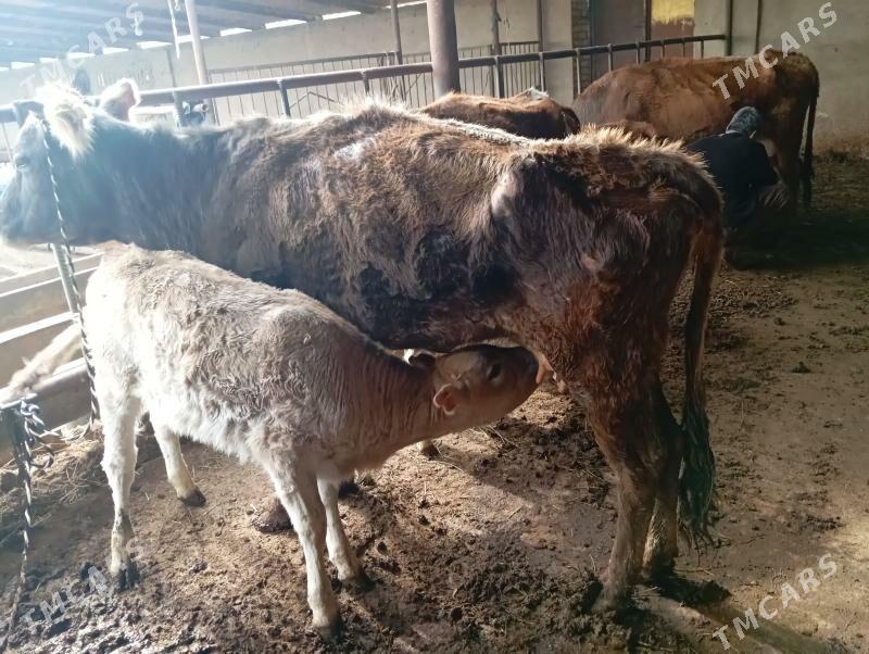 göleli sygyr - Мары - img 1