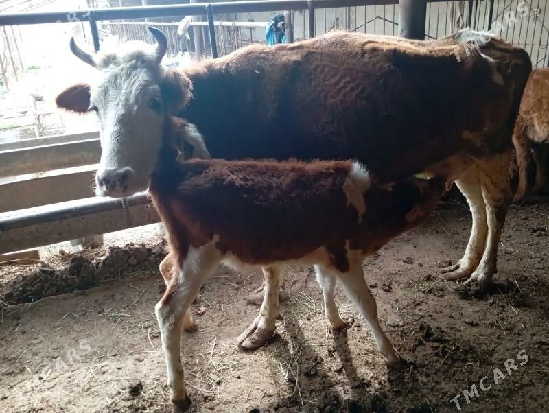 goleli sygyr - Мары - img 1