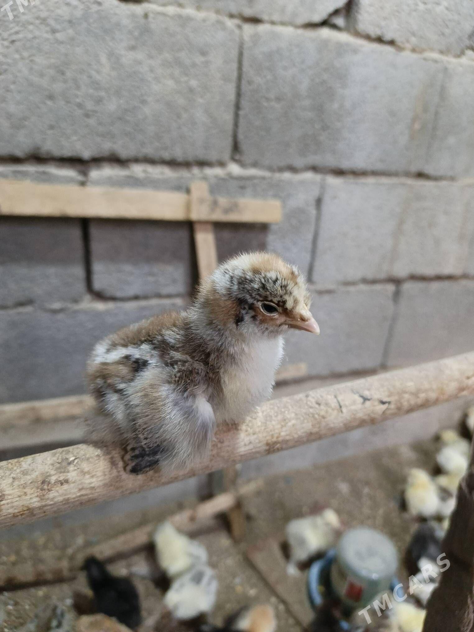 balgar juje - Garadamak - img 1