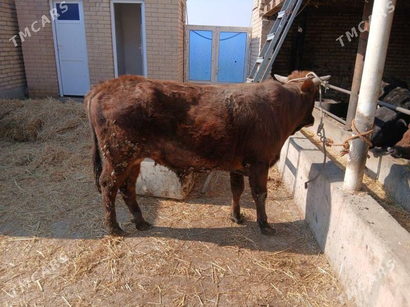 Okuz - Чарджоу - img 1