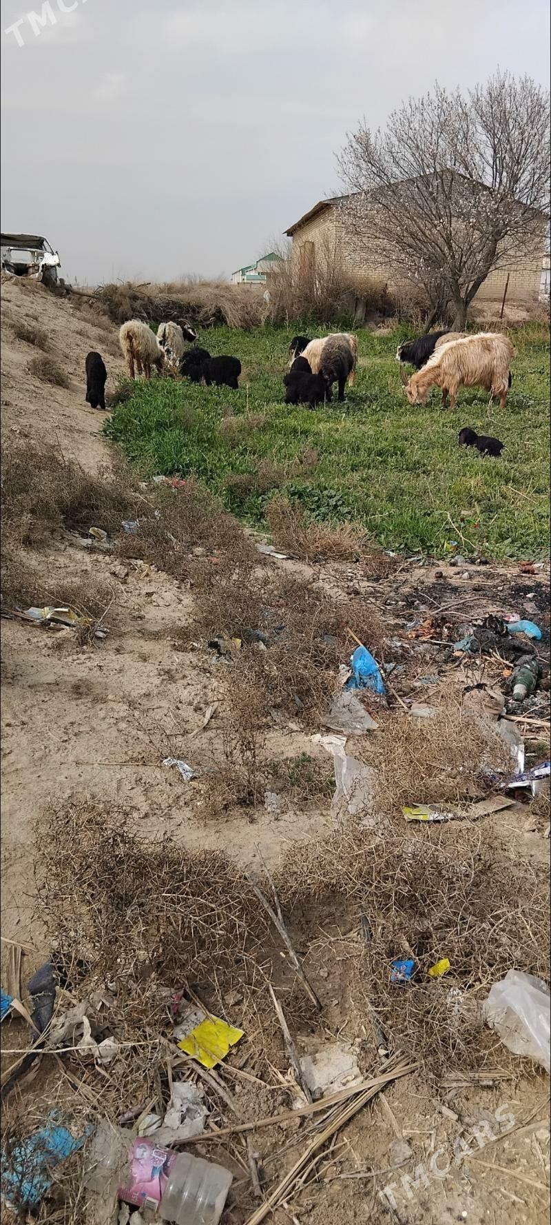 guzy owlakly geci - Wekilbazar - img 1