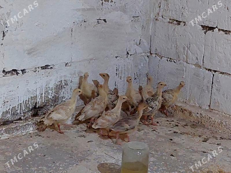 induk jüje - Bäherden - img 1