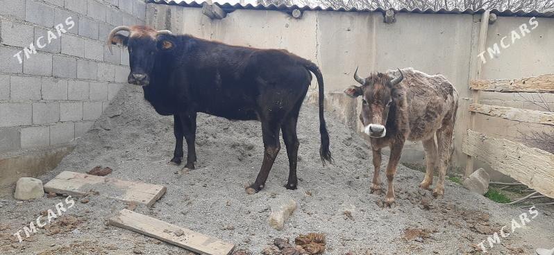 gysyr sygyrlar - Bäherden - img 1