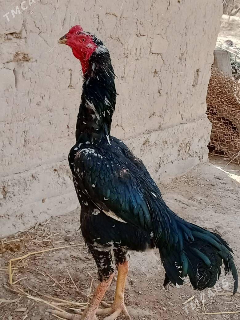 alaça horaz - Gurbansoltan Eje - img 1