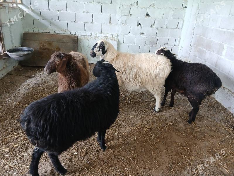 kisar goyun - Gökdepe - img 1