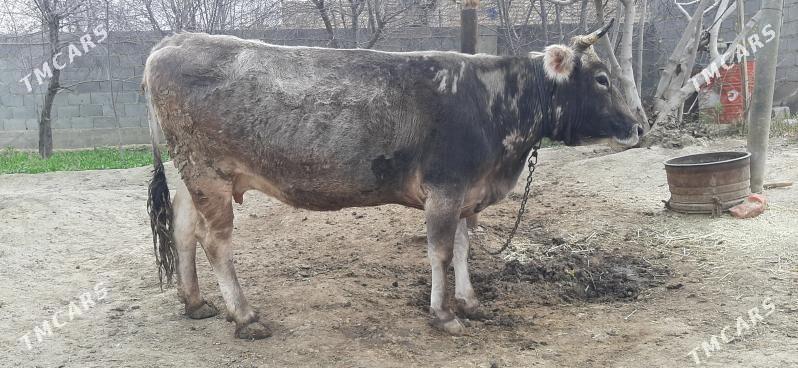 bakylan sygyr - Bäherden - img 1