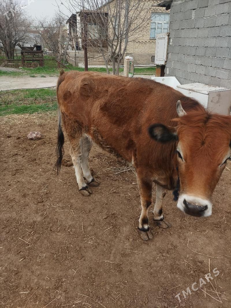 tuwe - Кëши - img 1