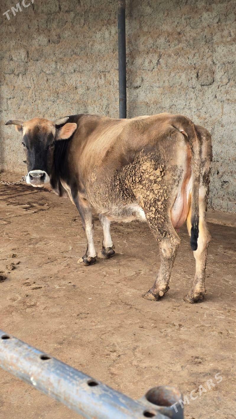 Bogaz sygyr siwes - Багир - img 1