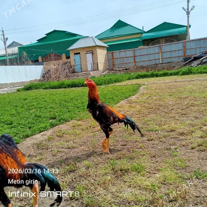 paroda horaz - Мары - img 1