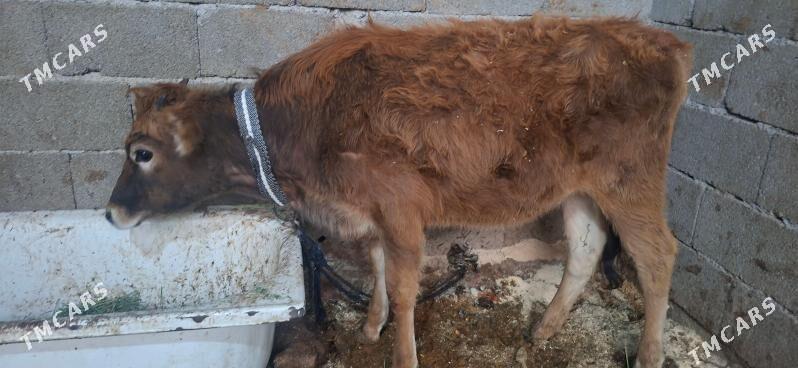 tuwe - Чоганлы - img 1