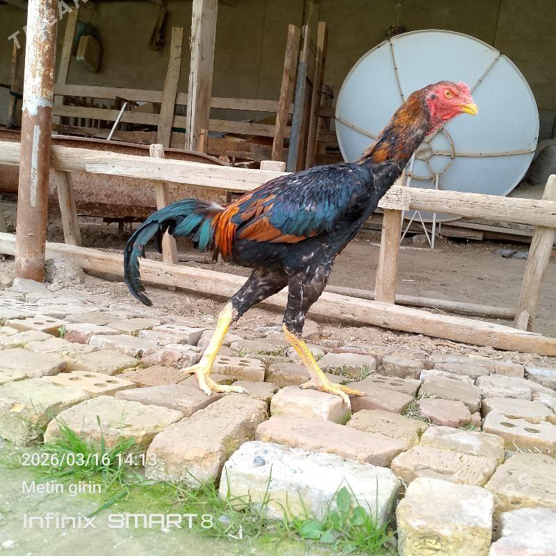 paroda horaz - Mary - img 1