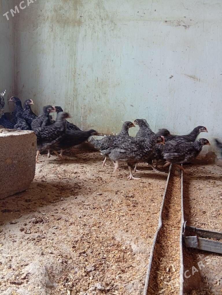 towuk dominant ataks daminat - Bäherden - img 1