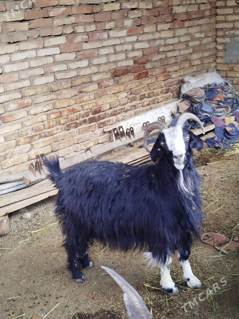 Ene geçi - Mary - img 1