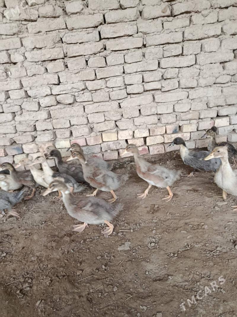 öredek jüýje - Murgap - img 1