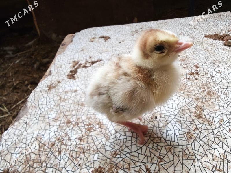 induk juje - Büzmeýin - img 1